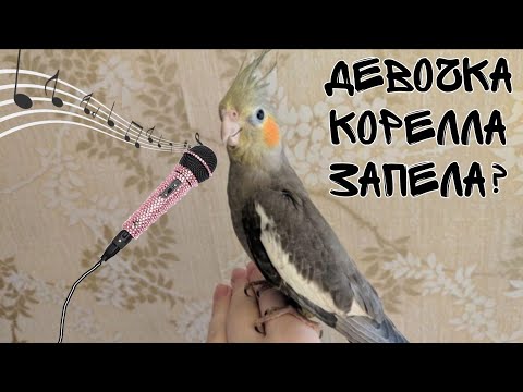 Видео: Девочка корелла запела?