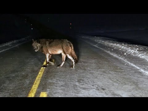 Видео: Неожиданные встречи с хищниками, снятые на камеру