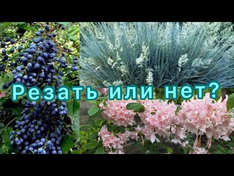 Видео: Как обрезать ясколку,рододендроны ,травы,магонию падуболистную