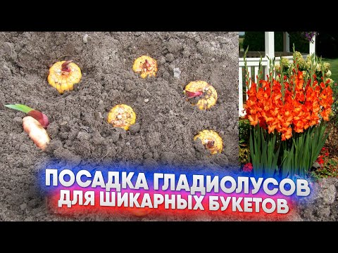 Видео: Посадка гладиолусов для шикарных букетов