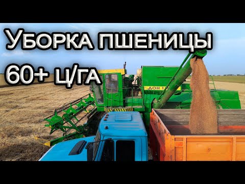 Видео: Уборка пшеницы 2020! ДОН-1500Б. Урожайность за 60 ц/га.