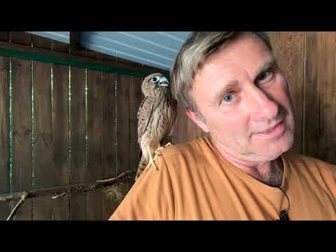 Видео: Нашли слётка