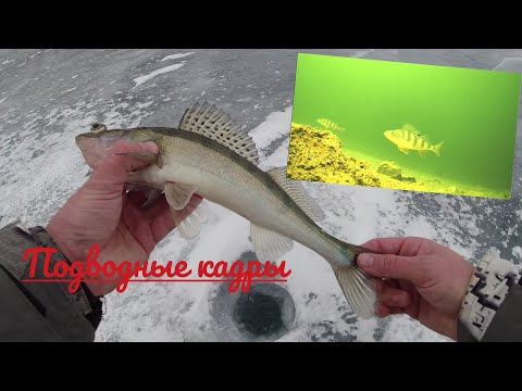 Видео: Капризный судак. ИРИКЛА.