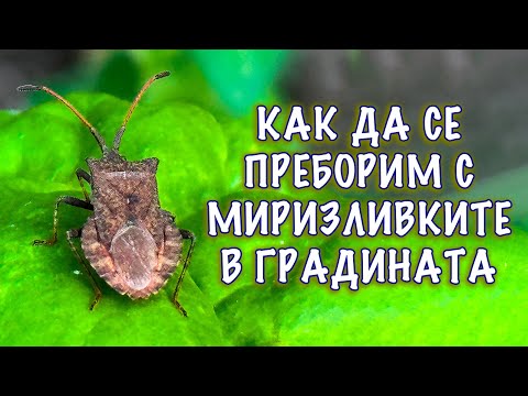 Видео: МИРИЗЛИВКИ в градината и как да се справим с тях.