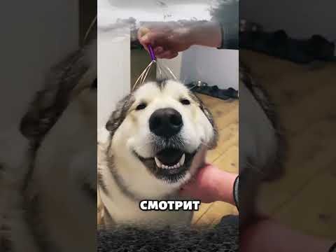 Видео: Аляскинский Маламут - Северная Мощь и Дружелюбие в Пушистой Шубе!
