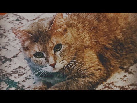 Видео: Внимание, мошенники! Новый способ развода.