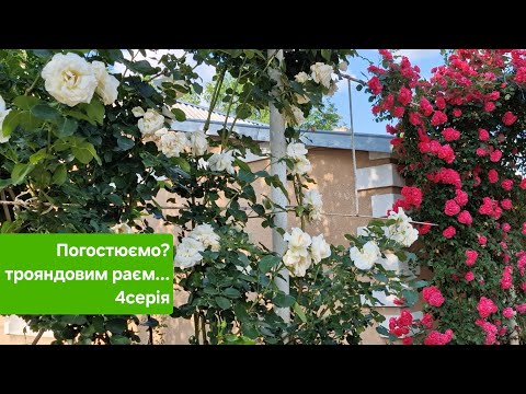 Видео: Трояндовий рай,у наших друзів 2025/4серія/