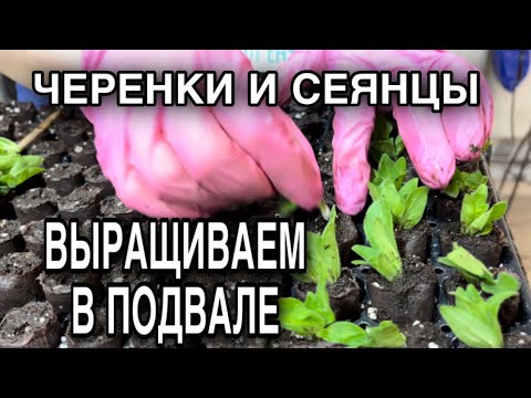 Видео: Цветочный бизнес на рассаде|Сеянцы и черенки в подвале