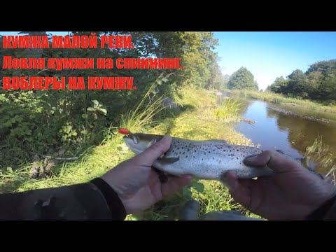Видео: КУМЖА МАЛОЙ РЕКИ. ЛОВЛЯ КУМЖИ НА СПИННИНГ.
