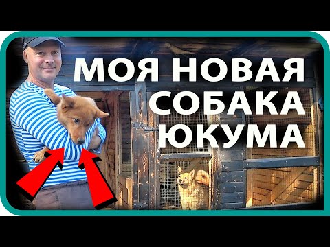 Видео: КУПИЛ ДОМ В ДЕРЕВНЕ / 🦊 НОВАЯ СОБАКА /  КАРЕЛО ФИНСКАЯ ЛАЙКА