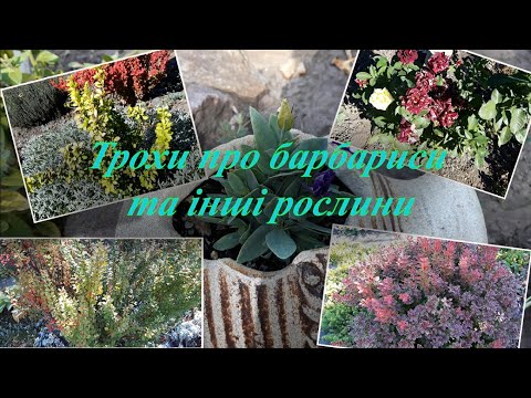 Видео: Трохи про барбариси та інші рослини🍀