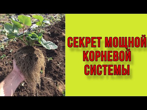 Видео: Секрет мощной корневой системы клубники