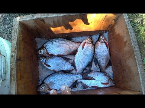 Видео: СУХОЙ ПОСОЛ РЫБЫ. ЛУЧШАЯ ВЯЛЕНАЯ РЫБА ДЛЯ МЕНЯ