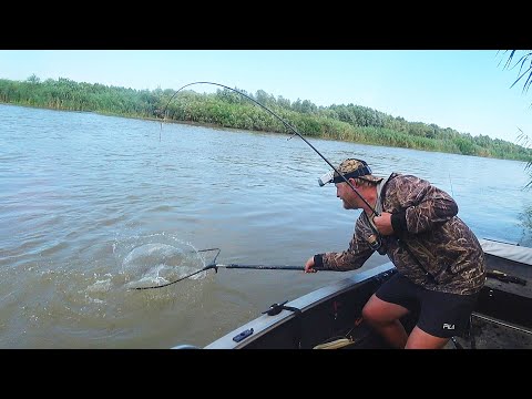 Видео: В ЭТОЙ ЯМЕ РЫБЫ МНОГО. ЖОР СОМА НА САРАНЧУ. Рыбалка на сазана. Ловля на жмых и саранчу.