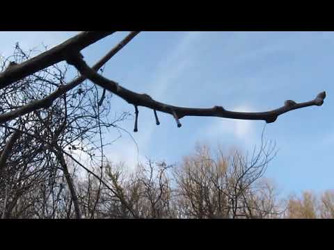 Видео: зимняя обрезка киви