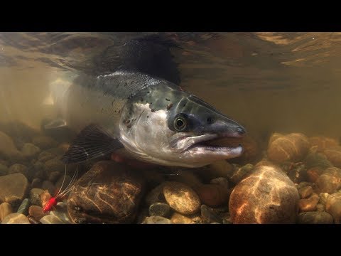 Видео: Король реки.Где стоит Сёмга в реке /About salmon on the Kola 2020.