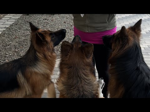 Видео: По результатам УЗД Камари🐶🐾🦮❤️