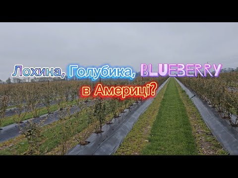 Видео: Як вирощують лохину, голубику, blueberries в Америці?