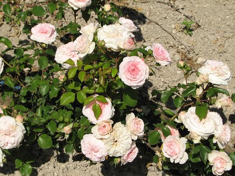 Видео: весенняя обрезка розы  ЛАРИСА, питомник роз полины козловой rozarium.biz,  pruning of LARISSA roses