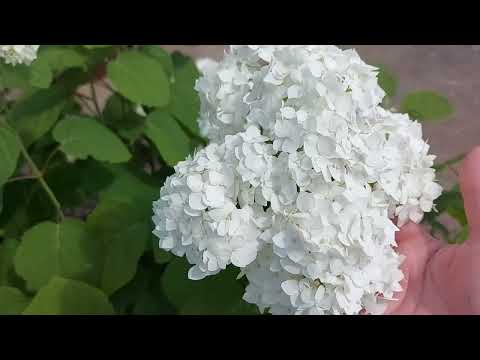 Видео: Домашние хлопоты...