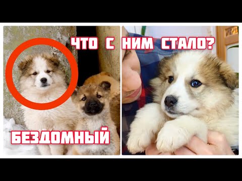 Видео: Щенок из брошенного сарая. И такой щенок никому не нужен..