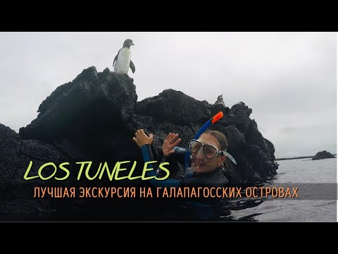 Видео: Los Tuneles - лучшая экскурсия на Галапагосских островах. Эквадор