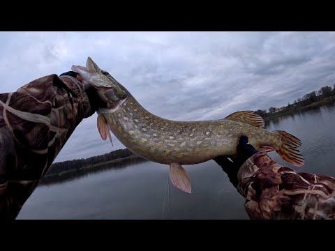 Видео: РЫБАЛКА В НОЯБРЕ 2023. ЭТА ПРИМАНКА СНОВА РУЛИТ! ЛОВЛЯ ЩУКИ НА СПИННИНГ.