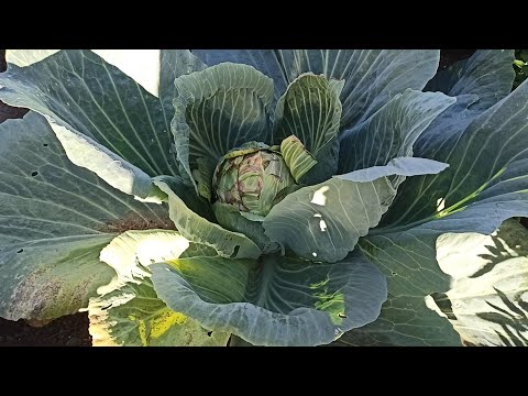 Видео: Чем лечить Фузариоз капусты. Обработка капусты от болезней