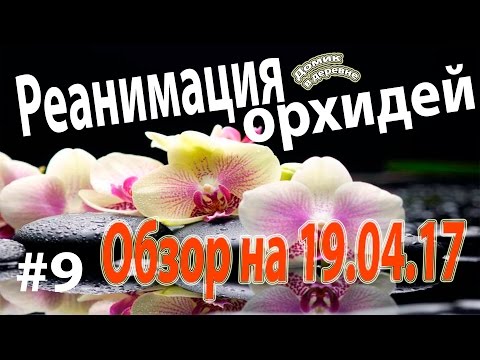 Видео: #9. Реанимация орхидей. Обзор 19.04.17