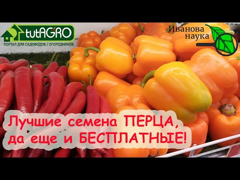 Видео: МНЕНИЕ ЭКСПЕРТА: получите ОТЛИЧНЫЕ СЕМЕНА ПЕРЦА БЕСПЛАТНО! И будьте сами себе селекционером.