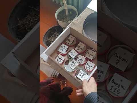 Видео: Хранение семян табака. Оптимальная температура.