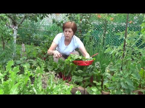 Видео: Мангольд и шпинат -  от посева до пирогов.  Часть 1.