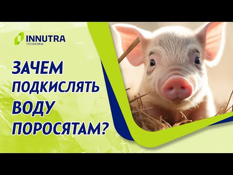 Видео: В чем польза подкисления воды для поросят