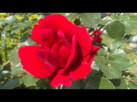 Видео: ЧТО ОН ДУМАЕТ О ВАС СЕГОДНЯ. ЕГО МЫСЛИ О ВАС СЕЙЧАС. Таро. Гадание онлайн.