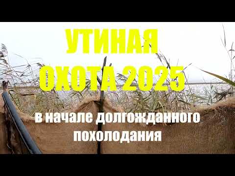 Видео: Утиная охота 2025. Первые заморозки, первая "северная" утка