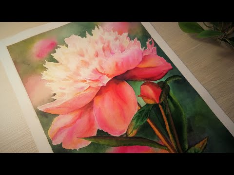 Видео: 🌺Как нарисовать ПИОН АКВАРЕЛЬЮ / Peony watercolor / 모란 수채화.🌺