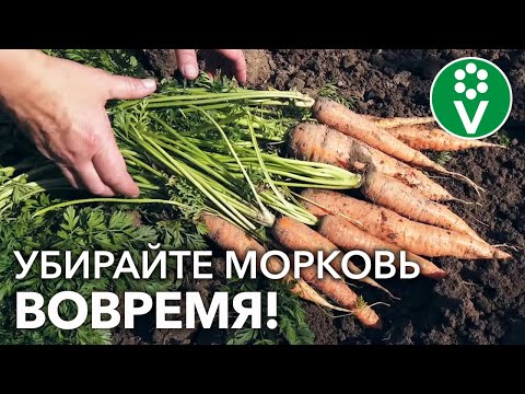 Видео: КАК ПОНЯТЬ, ЧТО МОРКОВЬ ПОРА ВЫКАПЫВАТЬ? Признаки зрелости корнеплодов: на что обращать внимание