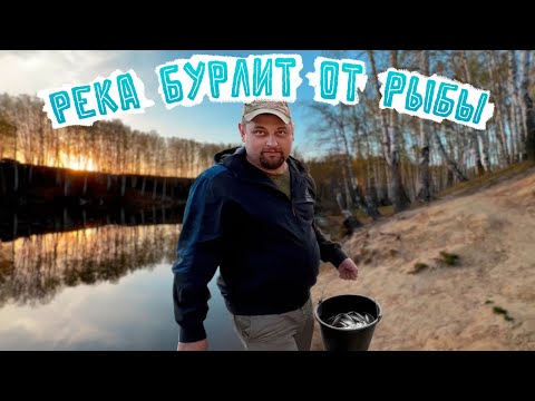 Видео: РЕКА БУРЛИТ ОТ РЫБЫ | КРУПНАЯ УКЛЕЙКА КЛЮЕТ НА ПОПЛАВОК | Белая речка #fishing #рыбалка #уклейка