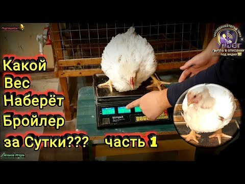 Видео: Какой Вес Наберёт Бройлер за Сутки часть 1