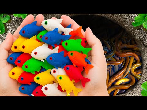 Видео: Ловите красивых пресноводных аквариумных рыбок в пойменных полях, улиток, маленьких черепах, карп...