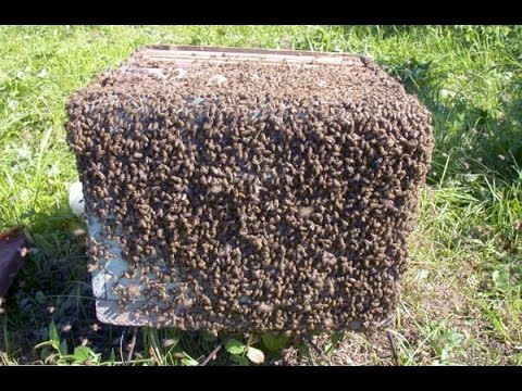 Видео: !!!!!КАК ВОРУЮТ ЧУЖИХ ПЧЁЛ!!!!! Все Секреты Пчеловодства!!!!