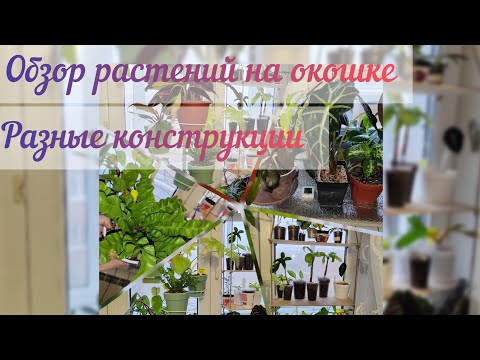 Видео: #Растения дома #Обзор растений в зале на окне#разные виды конструкций#экономим место как можем