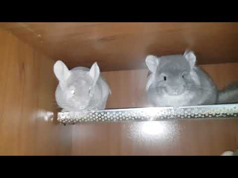 Видео: Нужно ли кастрировать Самца Шиншиллы или делать Стерелизацию Самки Шиншиллы!