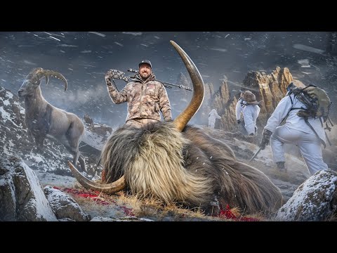Видео: Сложнейшая охота в Саянах на Сибирского козерога и Тибетского яка. Выстрел на 800м #samsonovhunter