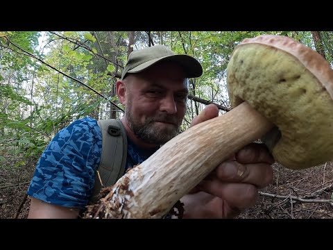 Видео: ГІГАНСЬКІ БІЛІ ГРИБИ, СЕРЦЕ НЕ ВИТРИМУЄ! Ось ЦЕ знайшли ГИБНИЦЮ БІЛЯКІВ!