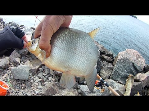 Видео: Ловля леща на дамбе СП-б, Рыбалка на Финском заливе.