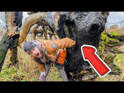 Видео: Шокирующая находка в СГОРЕВШЕМ дереве!