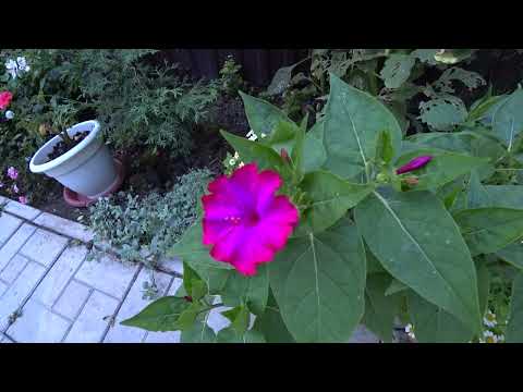 Видео: Июль/ цветы🌹🌸🌺🌿🌱☘️🌴