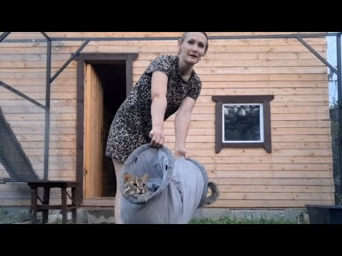 Видео: ДАЛЬНЕВОСТОЧНЫЙ КОТ ОТВЕРГ БЕНГАЛКУ/ОПЯТЬ КРУЖИТСЯ