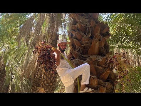 Видео: Шукри Худо хурмоҳро аз Дарахташ чиндам,Боғи Хурмоҳ Дар Мадина